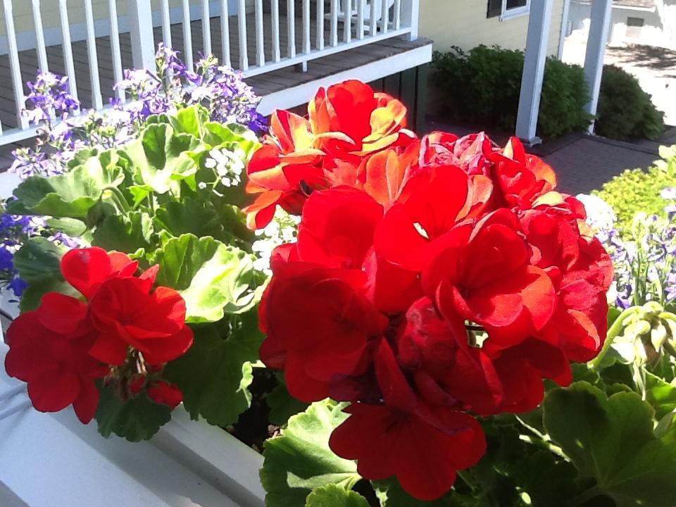 Harbor House Inn Boothbay Harbor Buitenkant foto